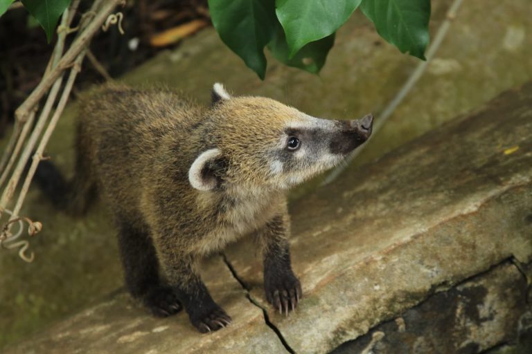 Coatis: Profile and Information