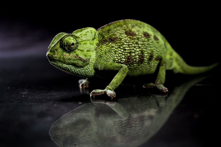 Chameleons: Profile and Information