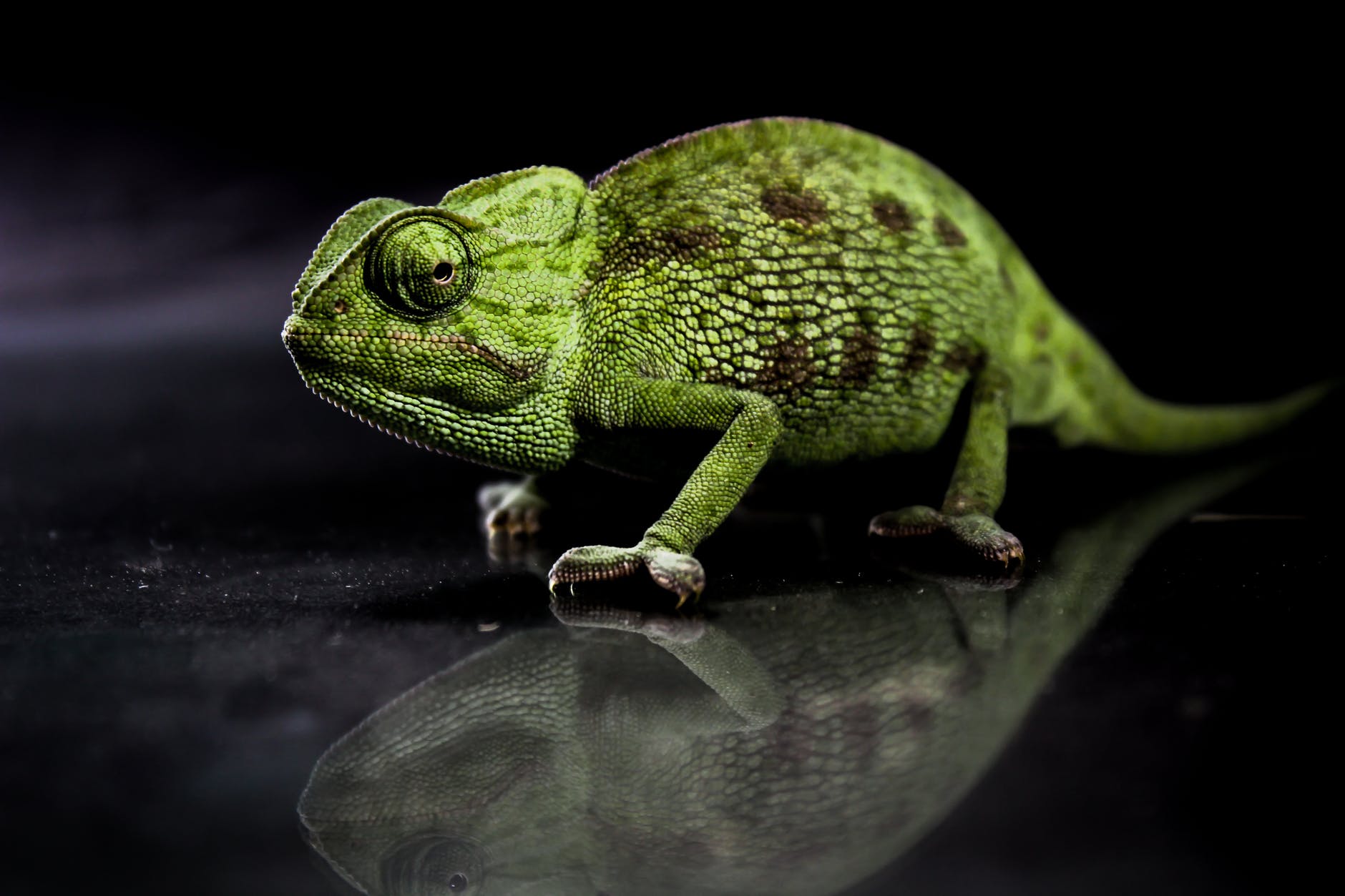 photo of chameleon near the water