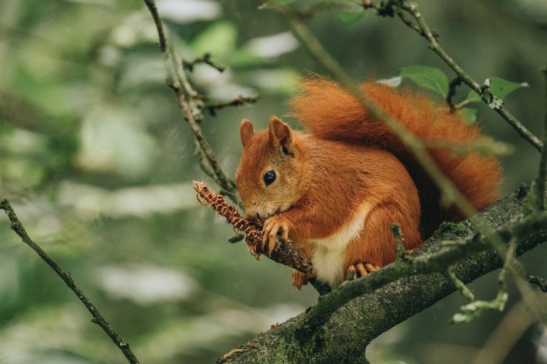 Squirrels: Profile and Information