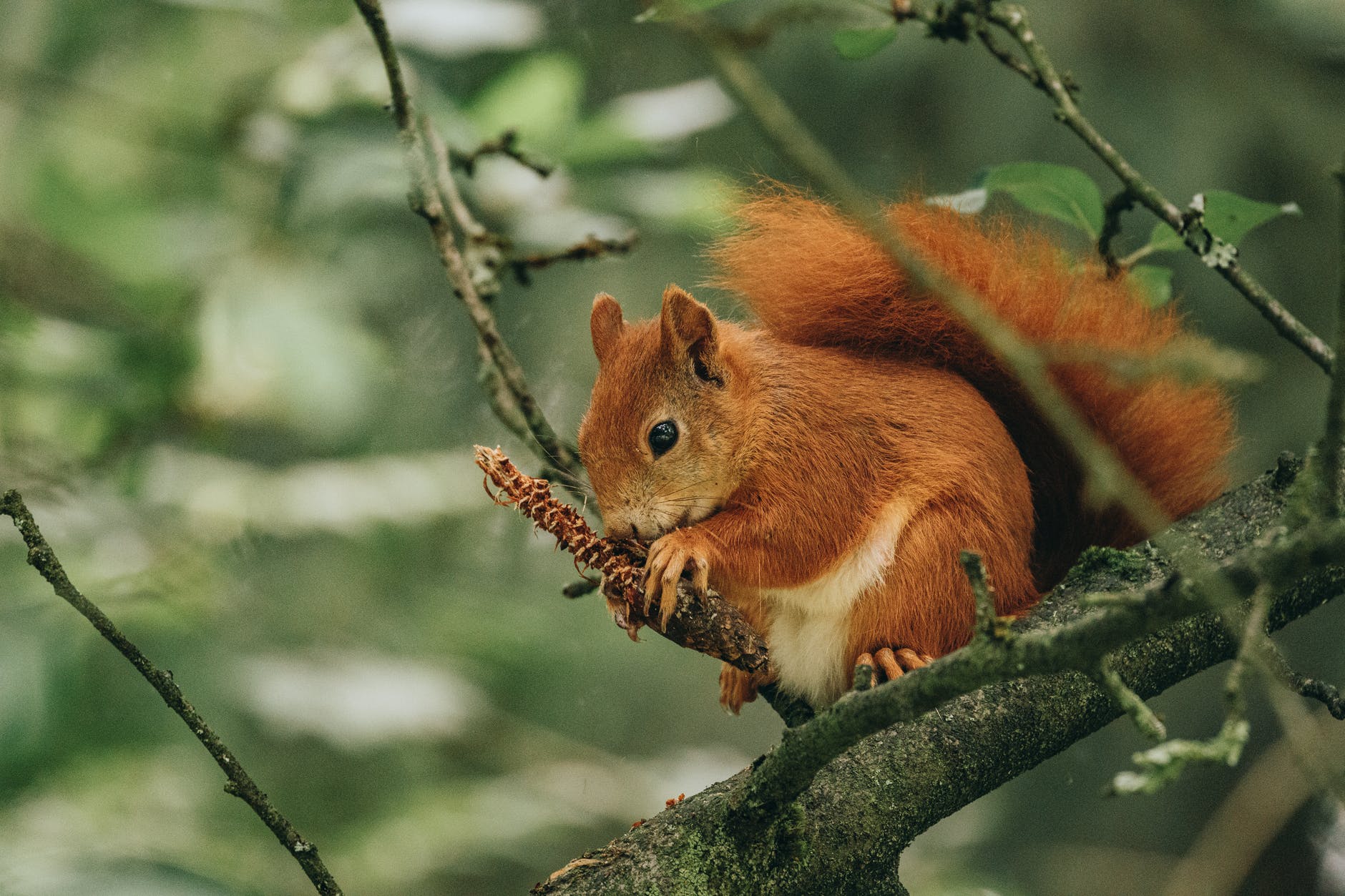 a red squirrel gnawing a conifer cone