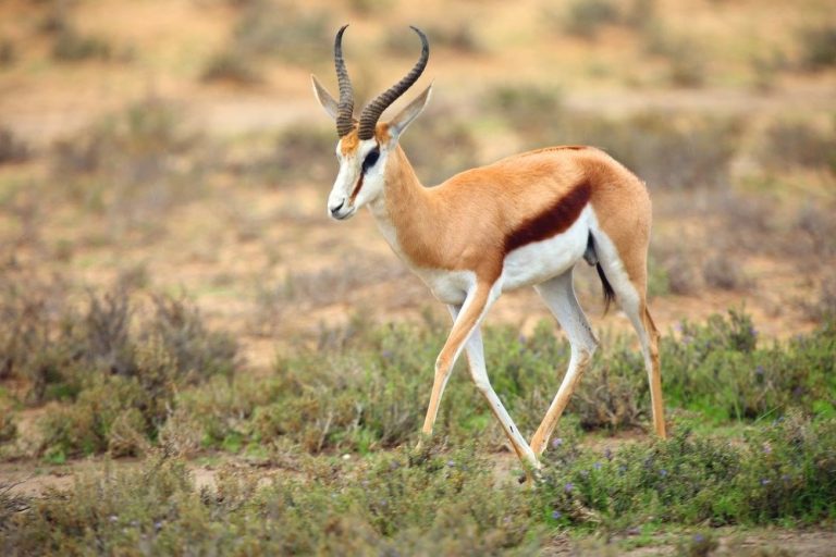 Antelopes: Profile and Information