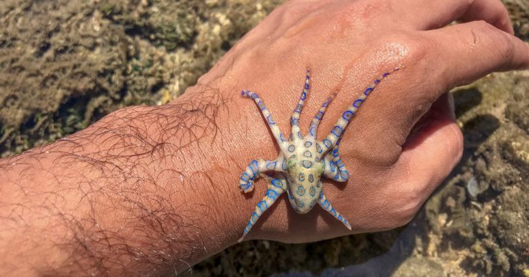 Blue-ringed Octopus: Profile and Information