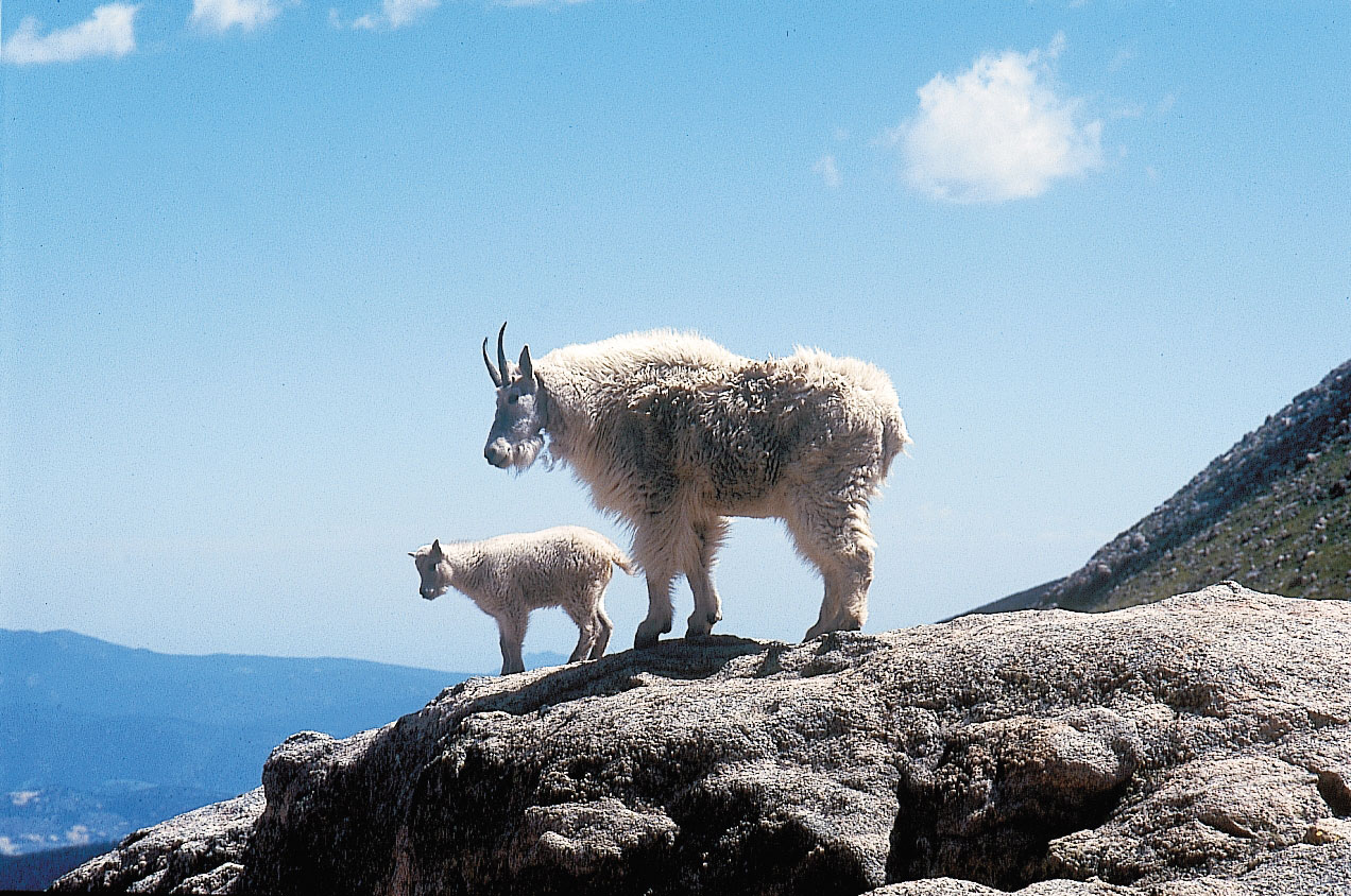 Mountain Goat