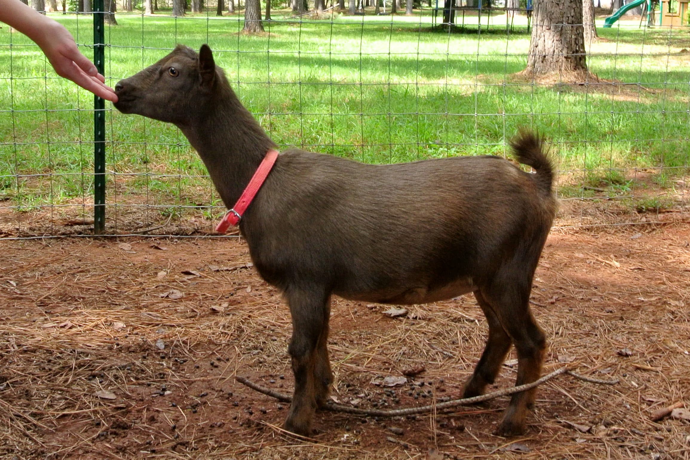Nigerian Dwarf Goat