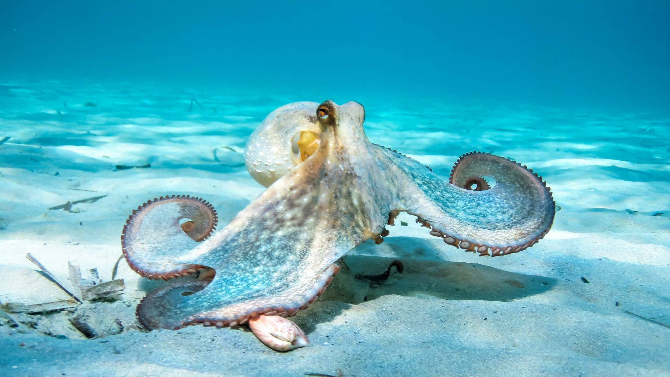 Octopus