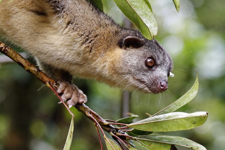 Olingos: Profile and Information