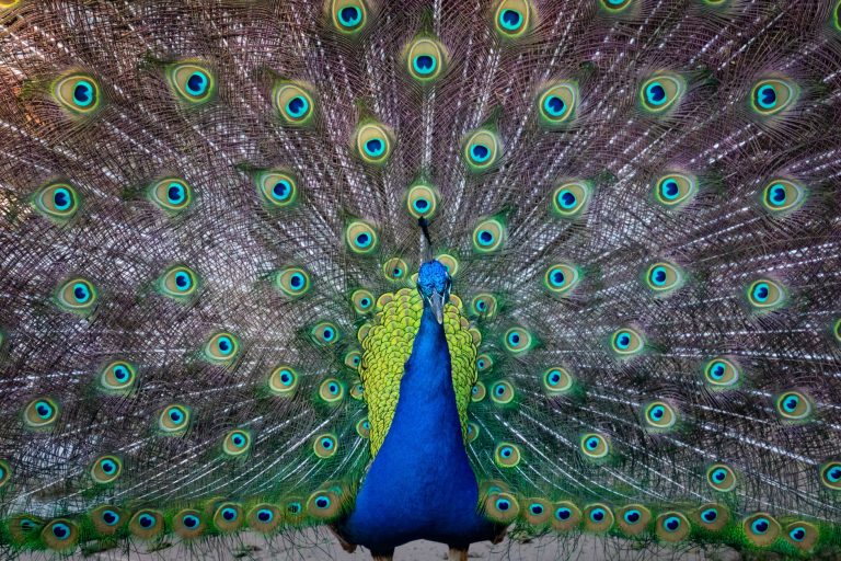 Peafowl (Peacock): Profile and Information