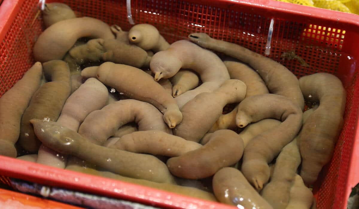 Chinese Penis Fish (Urechis Unicinctus)