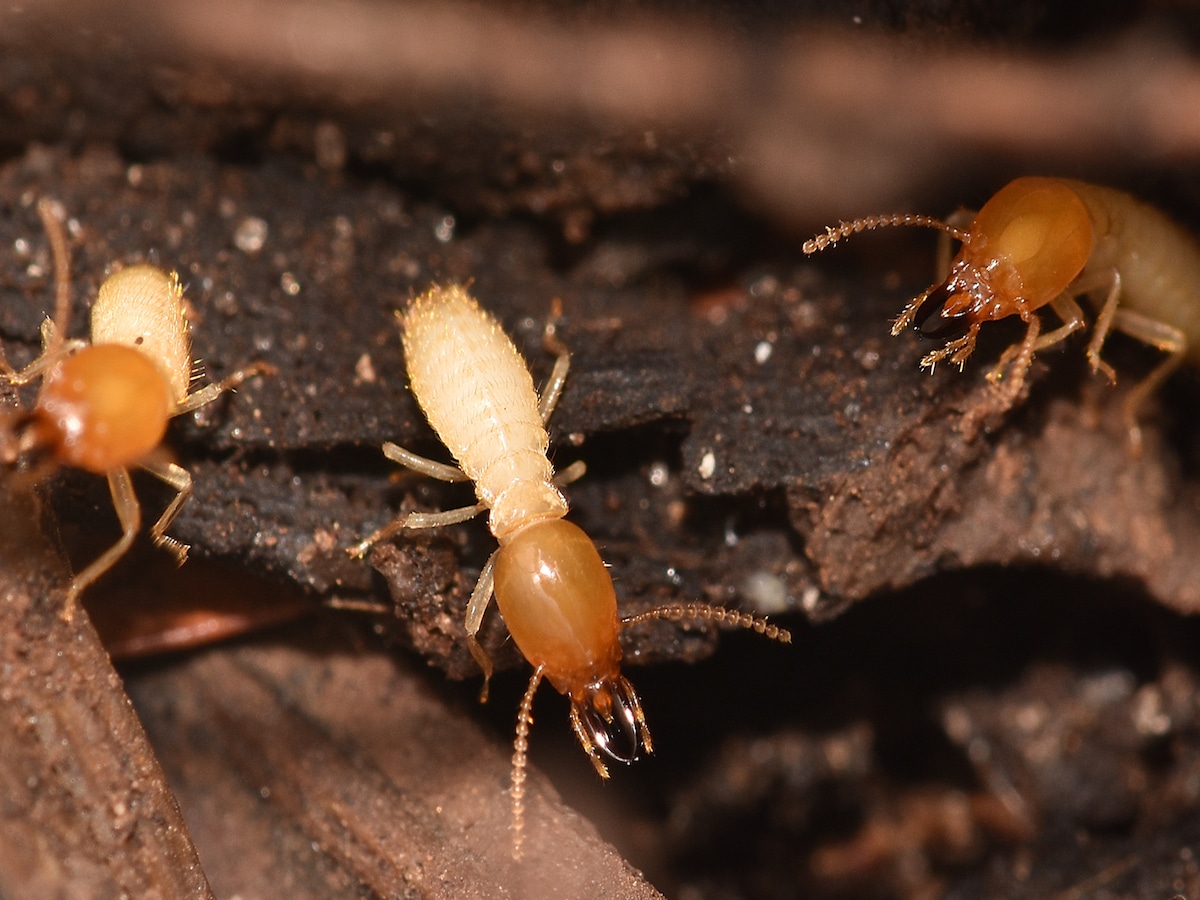 Formosan Termite
