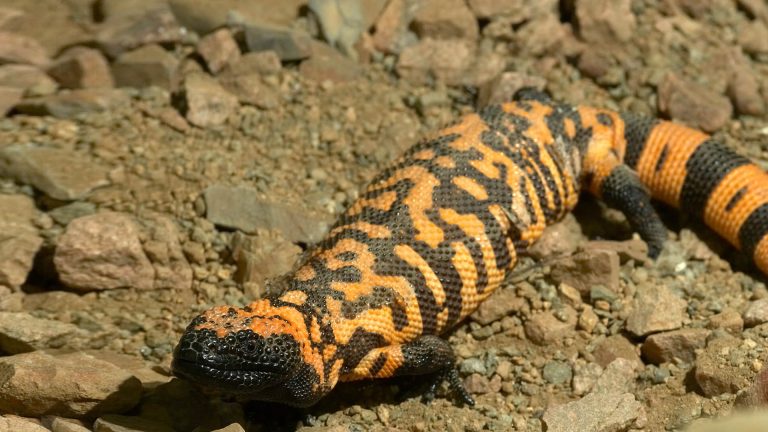 Gila Monsters: Profile and Information