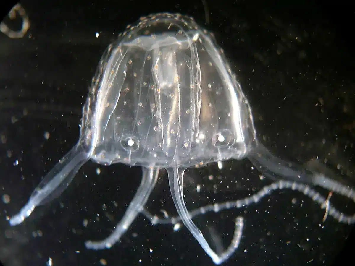 Irukandji Jellyfish