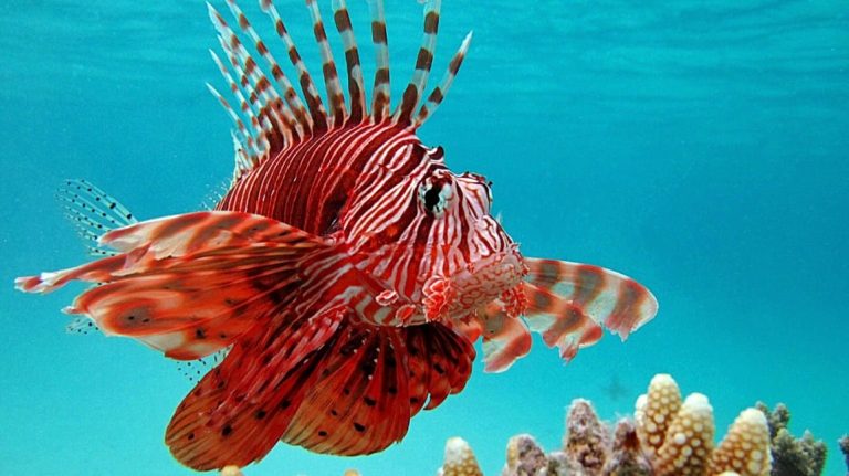 Lionfish: Profile and Information