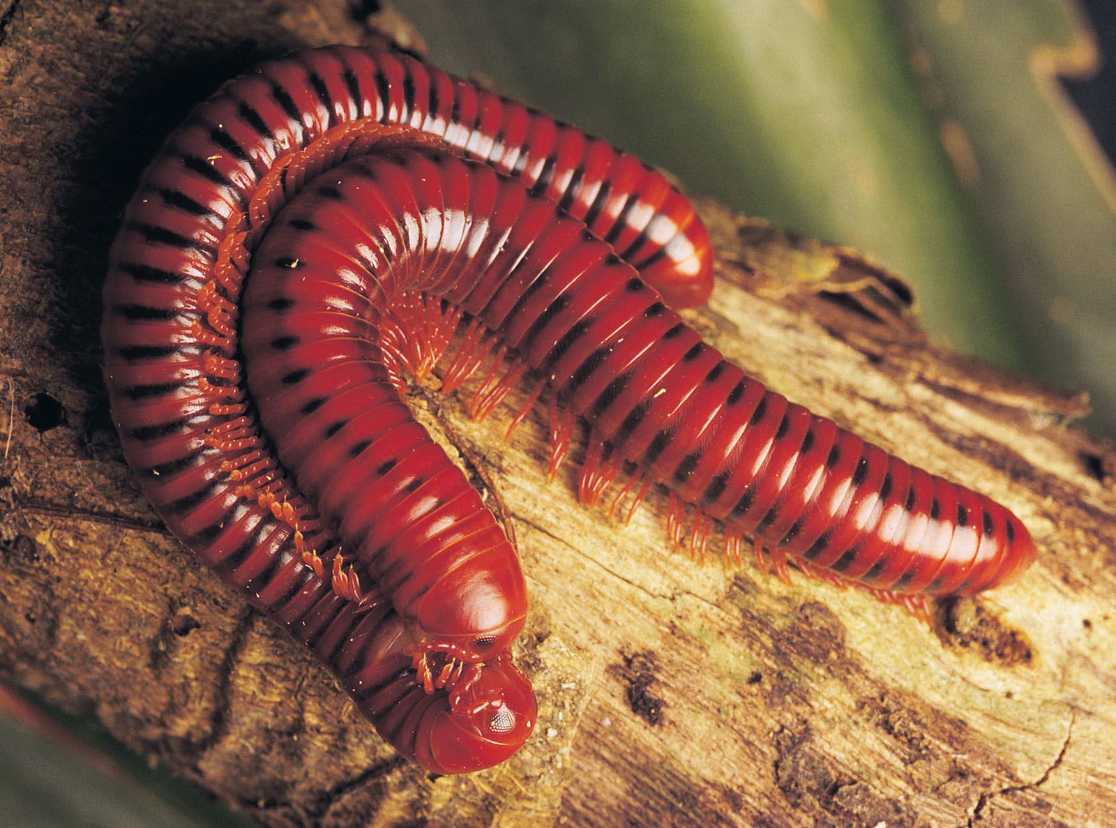 Millipedes