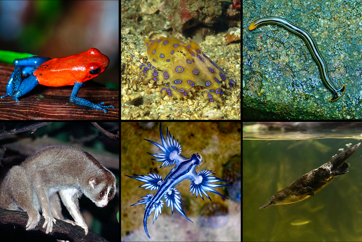 Poisonous and Venomous Animals