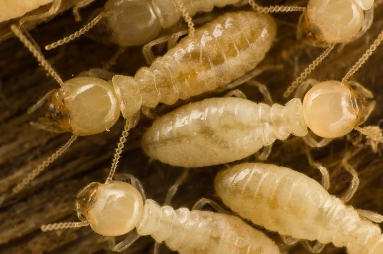 Subterranean Termites: Profile and Information