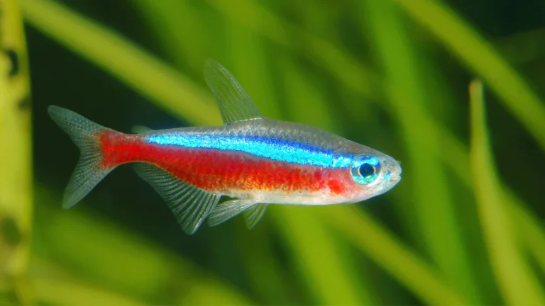 Cardinal Tetra: Profile and Information