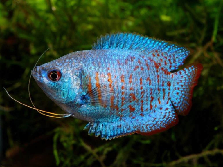 Dwarf Gourami (Flame Gourami): Profile and Information