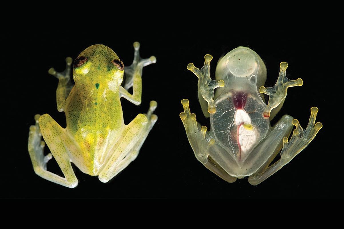 Glass Frog (Centrolenidae)