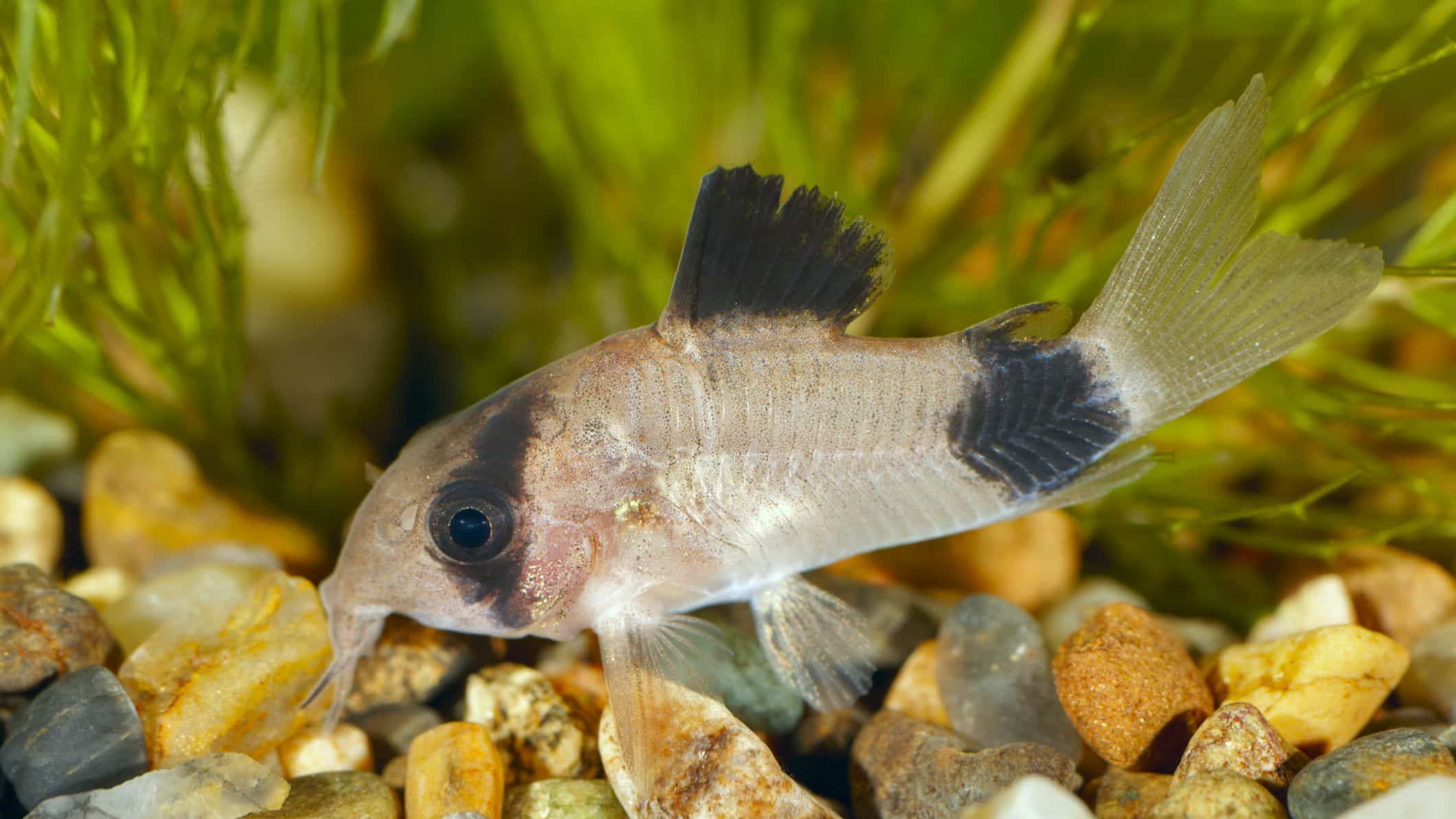 Panda catfish (Panda Cory)