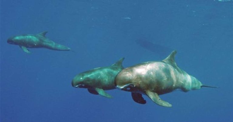 Pygmy Killer Whales: Profile and Information