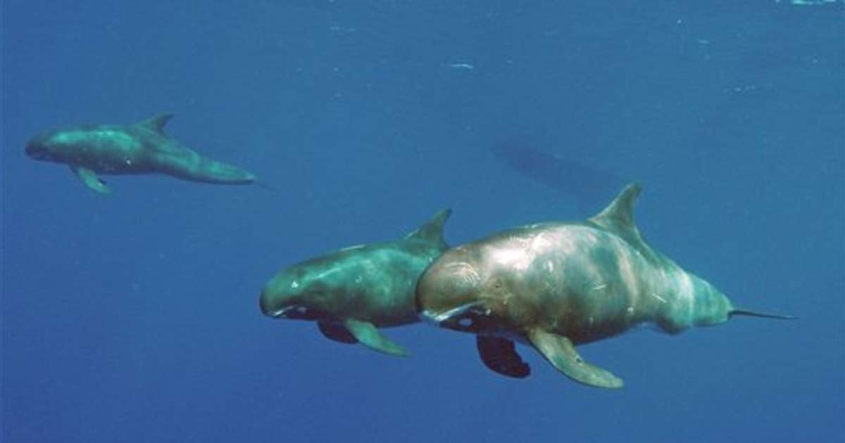 Pygmy Killer Whales