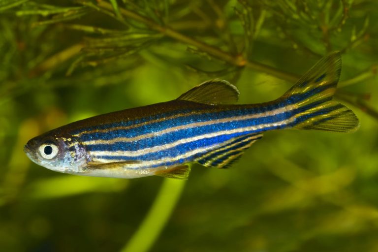 Zebra Danio (Zebrafish): Profile and Information