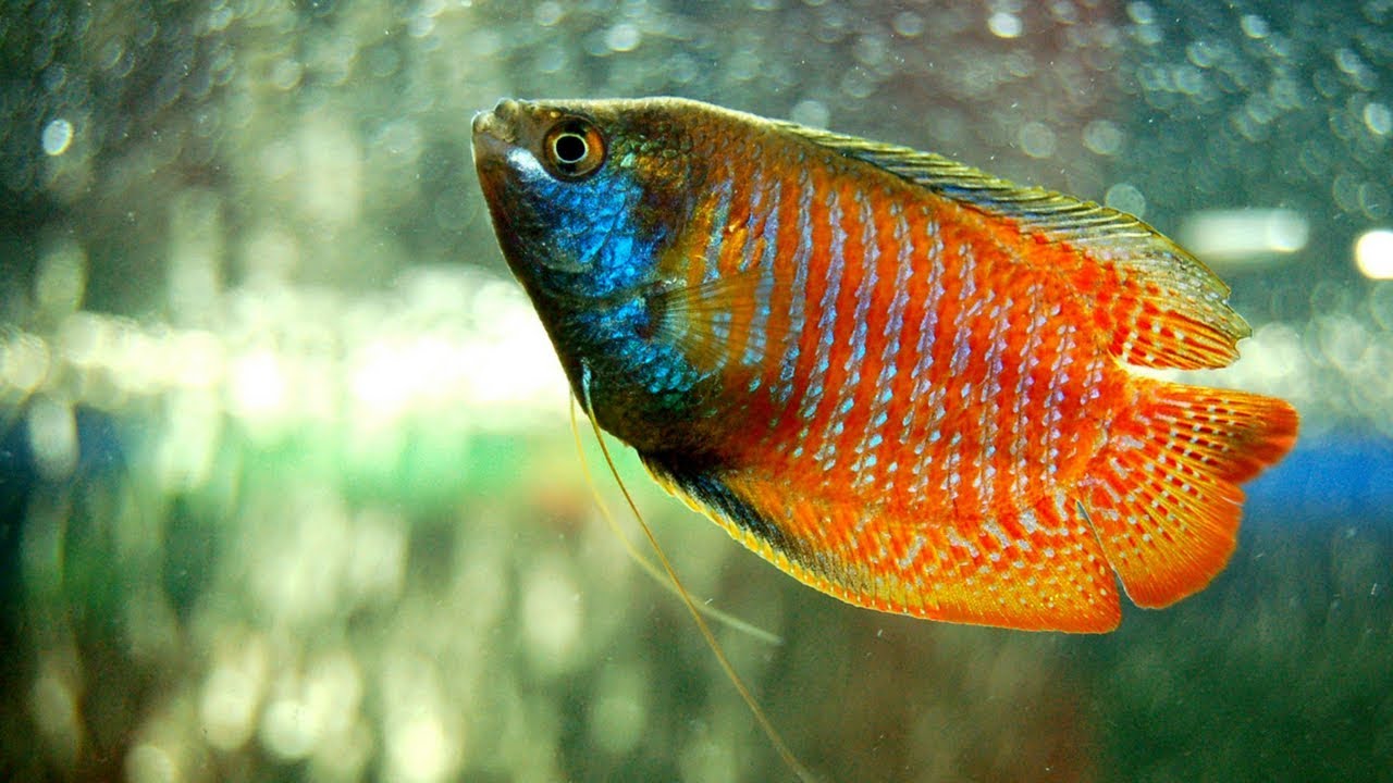 Dwarf Gourami (Flame Gourami)