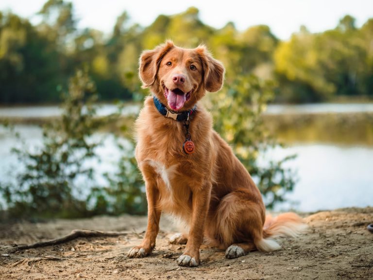 Nova Scotia Duck Tolling Retriever: Profile and Information