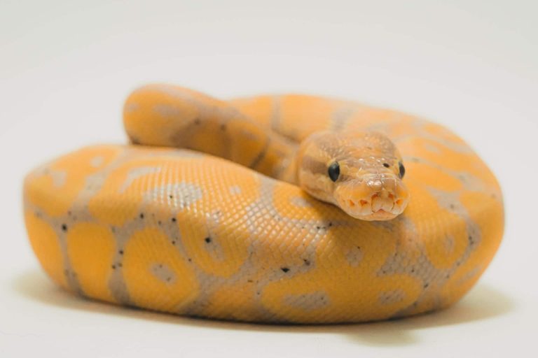 Ball Pythons: Profile and Information