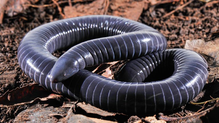 Caecilians: Profile and Information