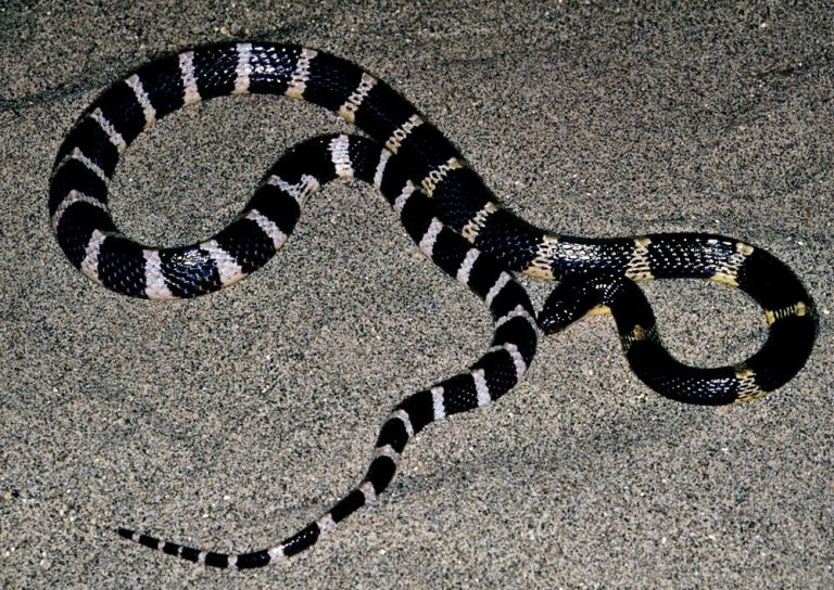 Common Krait: Profile and Information