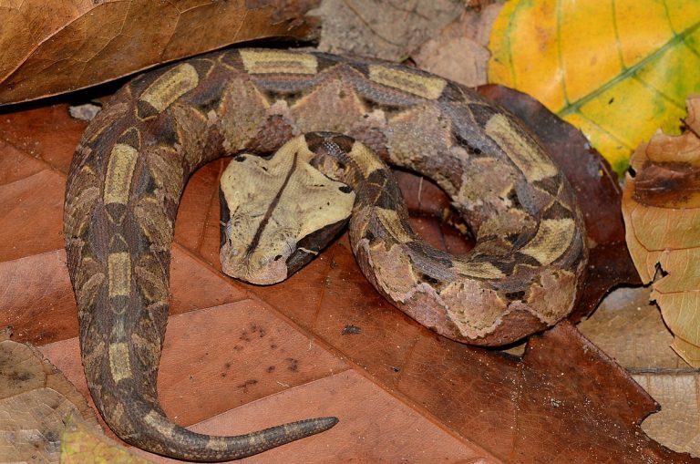 Gaboon Viper: Profile and Information