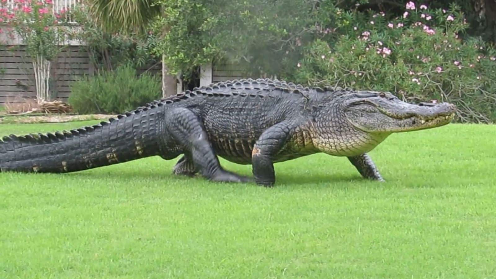 American alligator