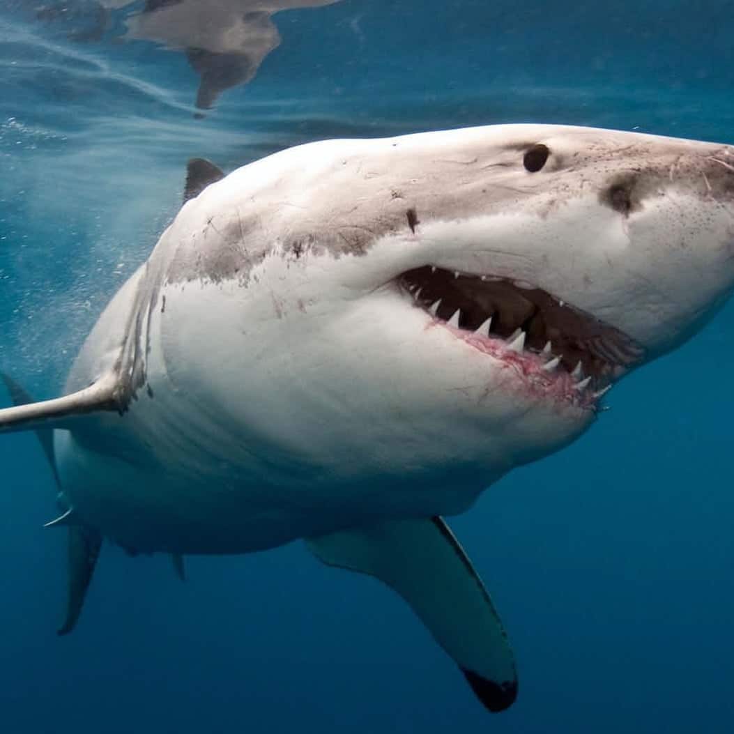 Great white shark