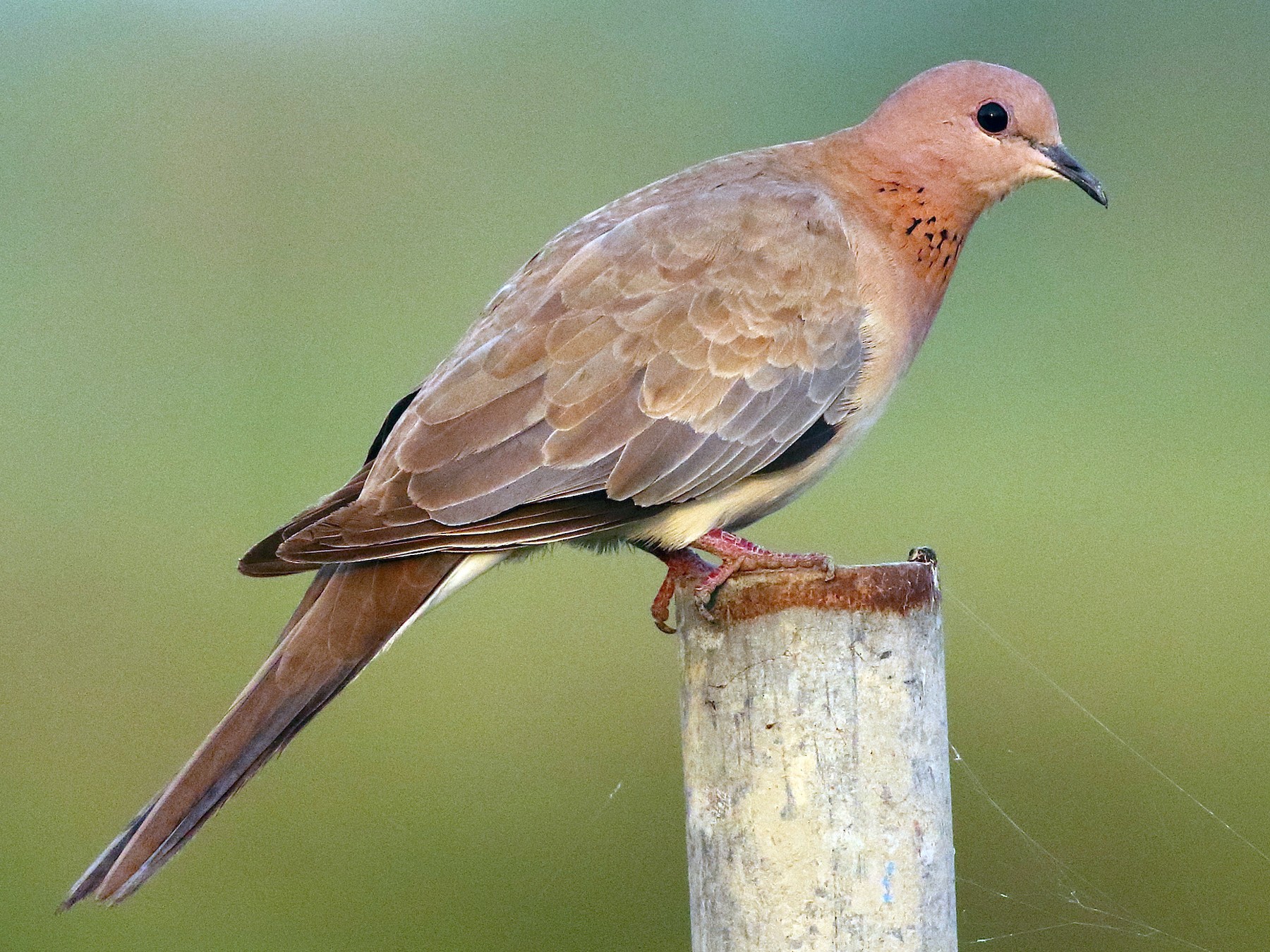 Laughing Dove
