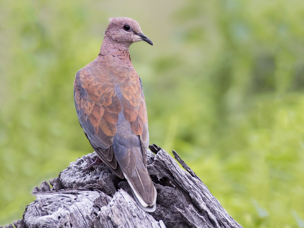 Laughing Dove