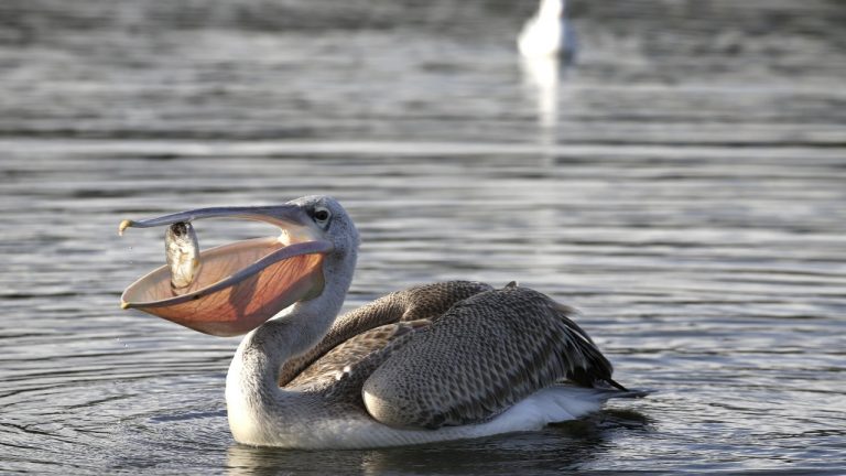 Pelican: Description, Types, Species, and Habitat