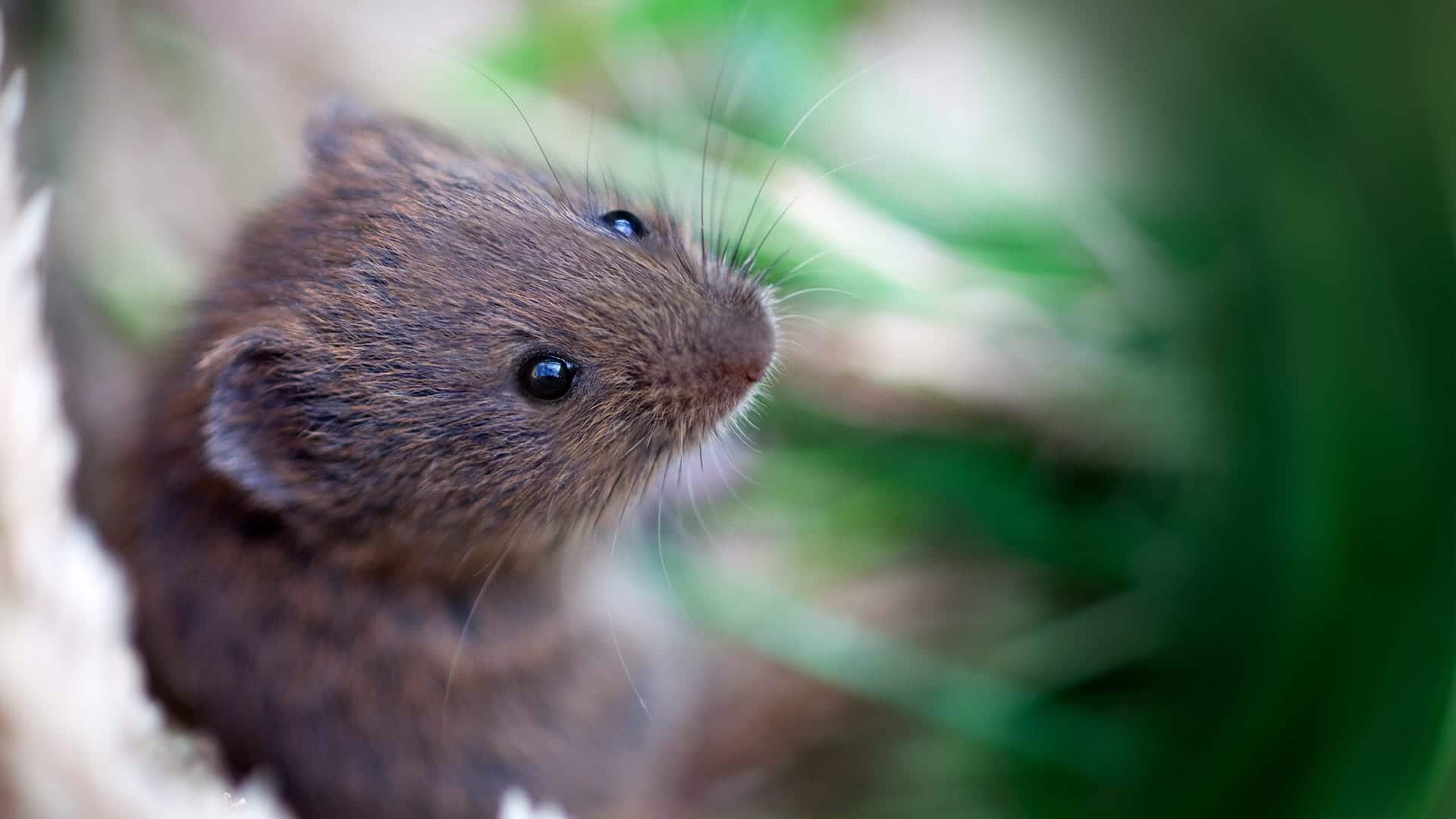 Vole