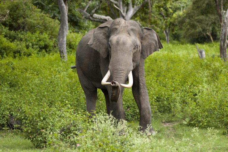 Asian Elephant: Profile and Information