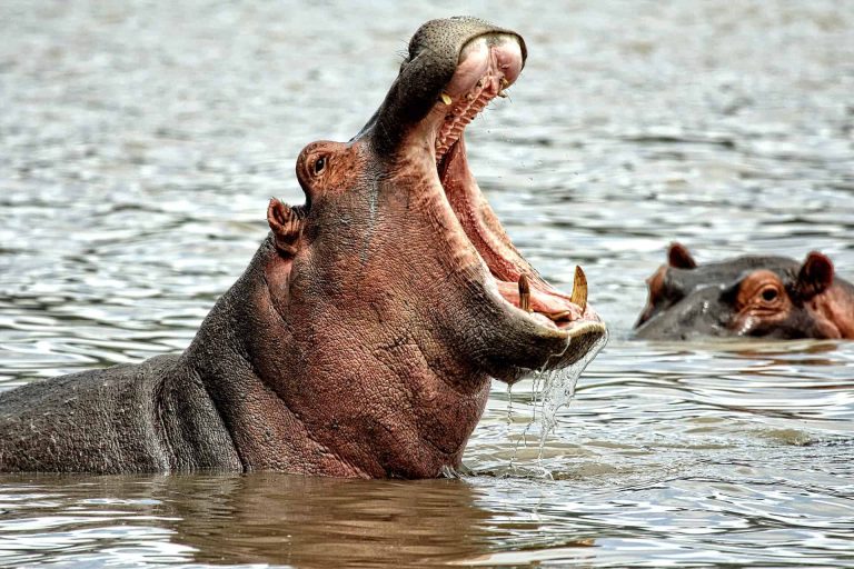 Hippopotamus: Profile and Information