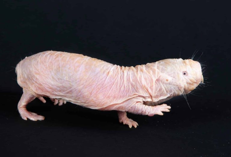 Naked Mole Rat: Profile and Information