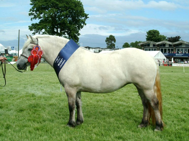 Pony: Horse Breed Profile and Information