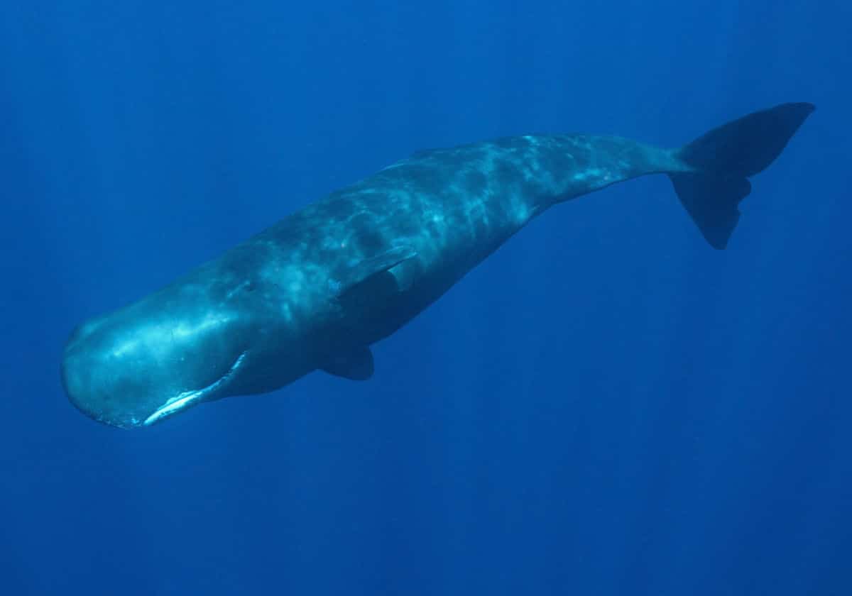 Sperm whale