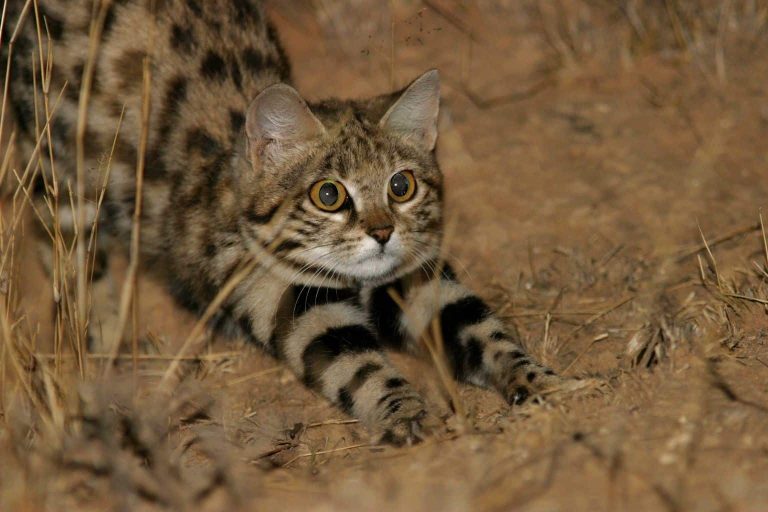 Black-footed Cat: Profile and Information