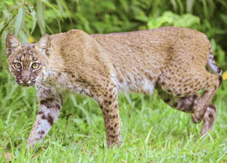 Bobcat: Profile and Information