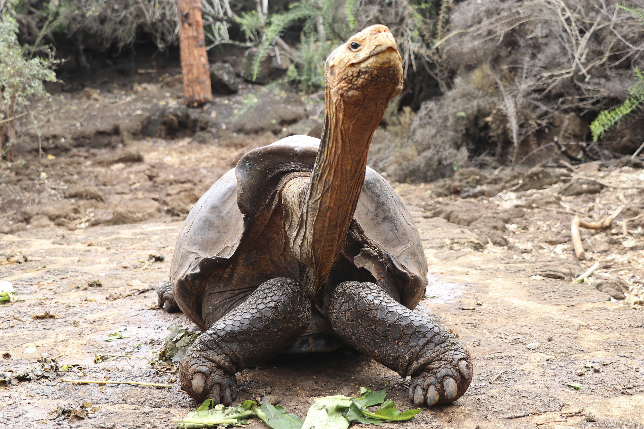 Galapagos tortoise