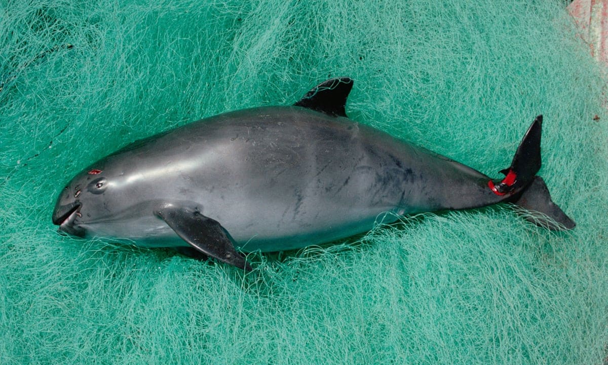 Porpoise