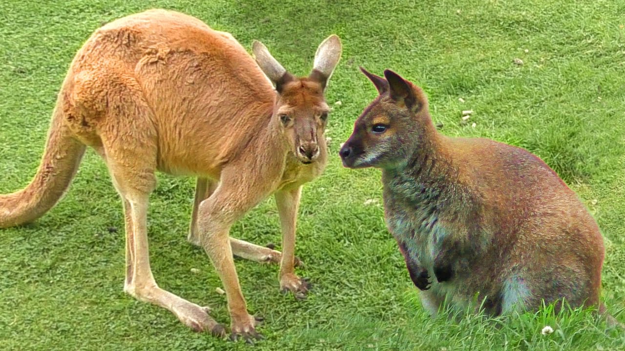 Kangaroo