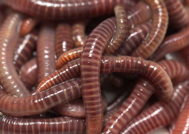 How Do Worms Reproduce?
